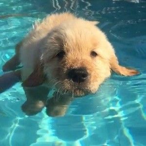 Meet your Posher, Phoebe